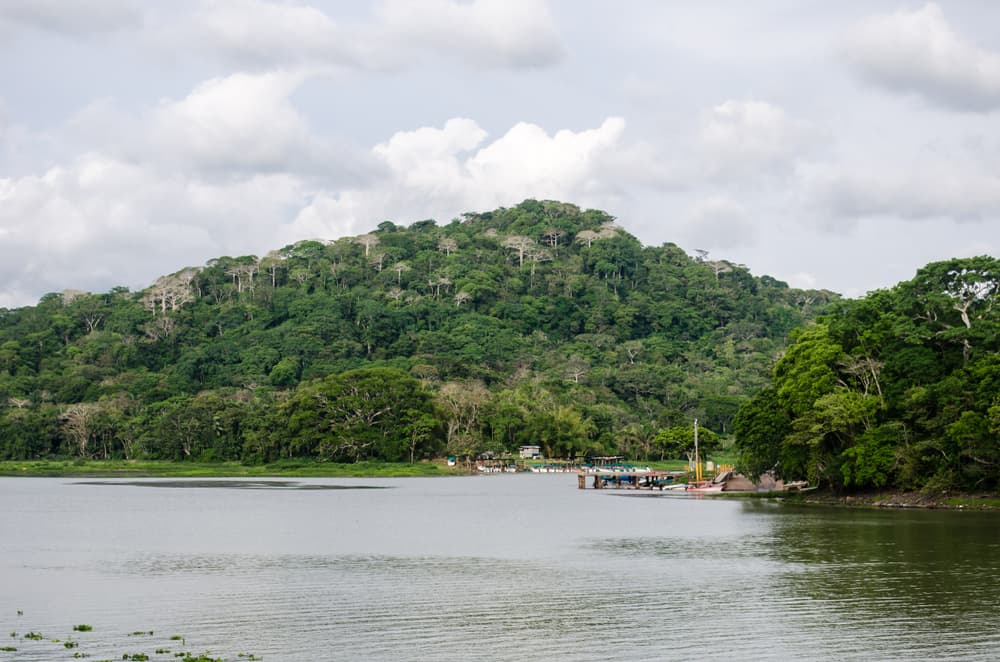 Bosque tropical de Gamboa (Soberanía)